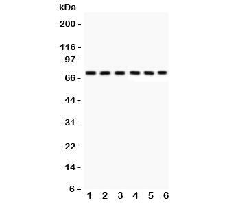 Kininogen 1 Antibody