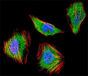 Fluorescent confocal image of HeLa cell stained with SMAD4 antibody at 1:25. SMAD4 immunoreactivity 