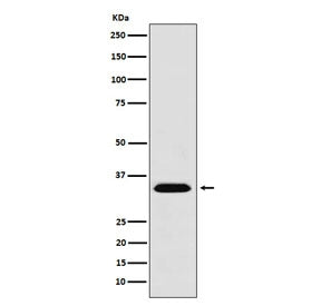 Western blot testing of human 293T cell lysate with MBD3 antibody. Predicted molecular weight ~33 kD