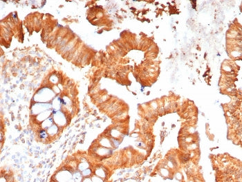 IHC staining of FFPE human colon tissue with MPZ antibody (clone MPZ/7390). HIER: boil tissue sectio