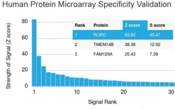RORC Antibody