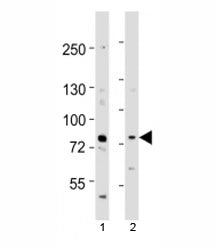 Melk Antibody