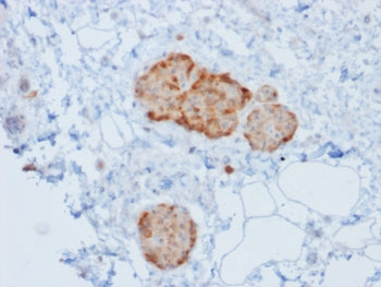 IHC testing of human pancreas tissue with recombinant CHGA antibody (rCHGA/777). Required HIER: boil