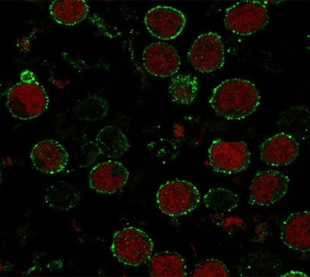 Immunofluorescent staining of human MOLT4 cells with CD6 antibody (green, clone CLDA6-1) and Reddot 