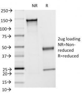 SDS-PAGE Analysis of Purified, BSA-Free ICAM1 Antibody (clone F4-31C2). Confirmation of Integrity an