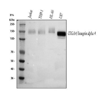 Western blot analysis of Integrin Alpha 4/ITGA4 using anti-ITGA4 antibody. Lane 1: human Jurkat whol