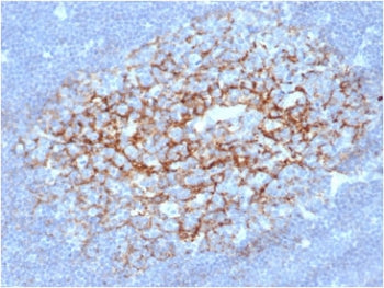 CD23 Antibody