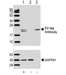 Western blot testing of 1) 293T/17 transfected with 6-tag lysate (1ug), 2) non-transfected 293T/17 l