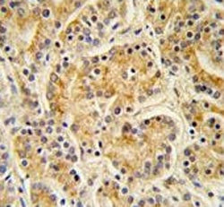 MOB kinase activator 1A Antibody / MOB1A / MOBKL1B