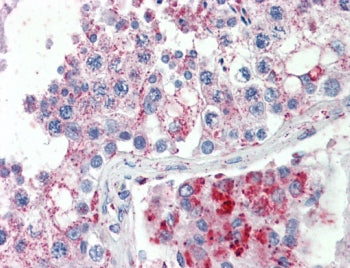 IHC testing of FFPE human testis tissue with SPAG16 antibody at 5ug/ml. HIER: steamed antigen retrie