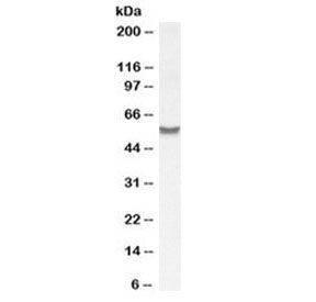 Western blot testing of human placenta lysate with SLC7A6 antibody at 1ug/ml. Predicted molecular we