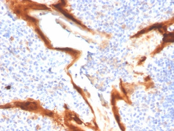 IHC staining of FFPE human tonsil tissue with IL1RN antibody (clone IL1RA/4716). HIER: boil tissue s
