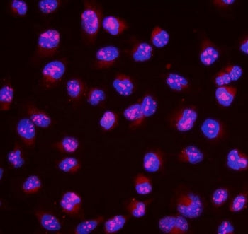 Immunofluorescent staining of FFPE human U-2 OS cells with MAFA antibody (red) and DAPI nuclear stai