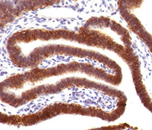 IHC testing of FFPE human fallopian tube with EpCAM antibody (clone EPM17-4). Staining of FFPE tissu