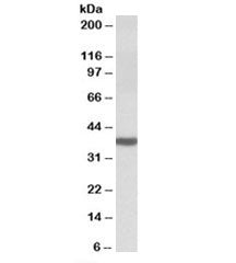 DAO Antibody