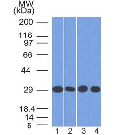 Western blot testing of human 1) A549, 2) K562, 3) A431 and 4) MCF7 cell lysate with PHB antibody (c