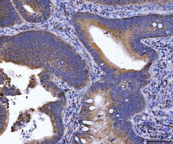 GOLGA3 Antibody