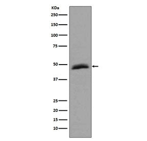 Western blot testing of human HepG2 cell lysate with AURKA antibody. Predicted molecular weight ~45 