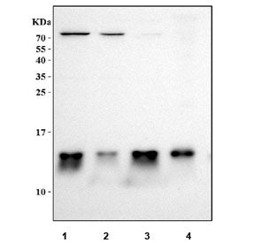 Western blot testing of human 1) Jurkat, 2) K562, 3) 293T and 4) PC-3 cell lysate with MIF antibody.