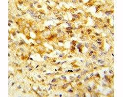 NKX3.1 Antibody