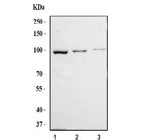 Western blot testing of human 1) 293T, 2) Jurkat and 3) HeLa cell lysate with TUBGCP3 antibody. Pred