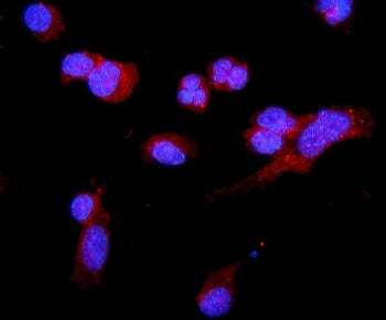 Immunofluorescent staining of FFPE mouse HEPA1-6 cells with C5a receptor antibody (red) and DAPI nuc
