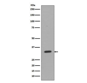 Western blot testing of human Jurkat cell lysate with CD8A antibody. Predicted molecular weight: 26-