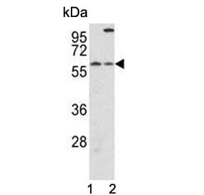 Cryptochrome 2 Antibody / CRY2