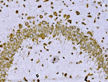 IHC staining of FFPE mouse brain tissue with BRSK1 antibody. HIER: boil tissue sections in pH8 EDTA 
