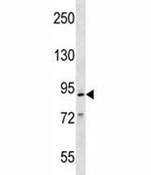 Mcm2 antibody western blot analysis in mouse Neuro-2a lysate.