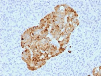 IHC analysis of FFPE human pancreas stained with recombinant Chromogranin A antibody (CHGA/1731R). R