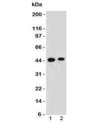 Western blot testing of human 1) HeLa and 2) 293 lysate with EMI-1 antibody. Predicted molecular wei