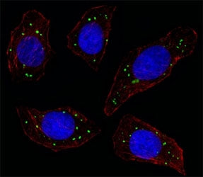 Fluorescent image of U251 cell stained with MERTK antibody at 1:25. MERTK immunoreactivity is locali