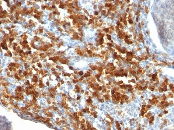 CD79a Antibody