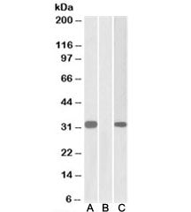 Calsenilin Antibody