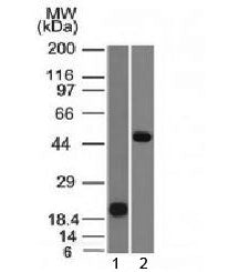 Western blot testing of 1) human partial recombinant protein and 2) human Raji cell lysate with PAX-