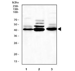 Caspase-1 Antibody (p20)