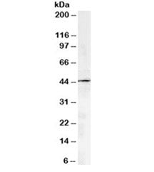 Western blot testing of human kidney lysate with ACTR1A antibody at 2ug/ml. Predicted molecular weig