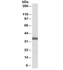 Western blot testing of rat lung lysate with Ephrin B2 antibody at 0.1ug/ml. Predicted molecular wei
