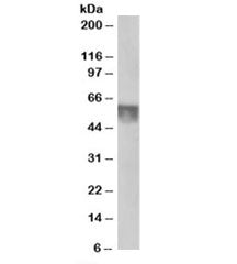 KPNA4 Antibody