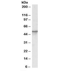 Western blot testing of human brain lysate with NPY5R antibody at 0.3ug/ml. Predicted/observed molec