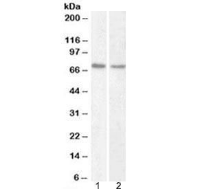 Western blot testing of human 1) HeLa and 2) Jurkat nuclear fraction lysate with Lamin B1 antibody a