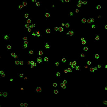 Immunofluorescent staining of human Jurkat cells with CD3e antibody (clone UCHT1, green) and Reddot 
