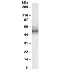 TRIM11 Antibody