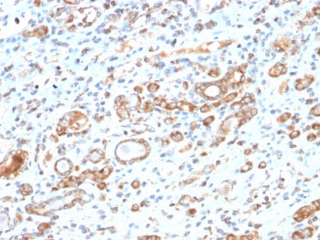 IHC testing of FFPE human liver tissue with recombinant HSP60 antibody (clone HSPD1/2206R). HIER: bo