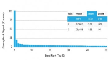 TIMP1 Antibody