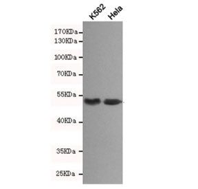 Beta Arrestin 1 Antibody
