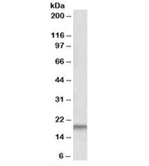 Western blot testing of human placenta lysate with SPINT2 antibody at 0.3ug/ml. Predicted molecular 