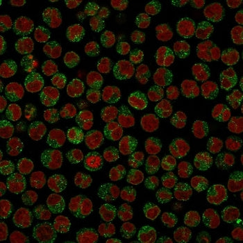 Immunofluorescent staining of PFA-fixed human Raji cells with CD79 antibody (clone SPM549, green) an