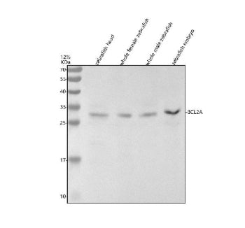 Western blot analysis of Bcl2a protein using Zebrafish Bcl2a antibody and 1) zebrafish head, 2) whol